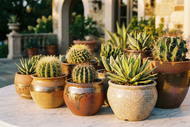 陈美娇多肉植物养护视频教程