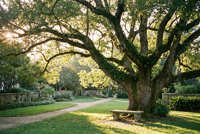 陈美娇古樟树纪录片视频