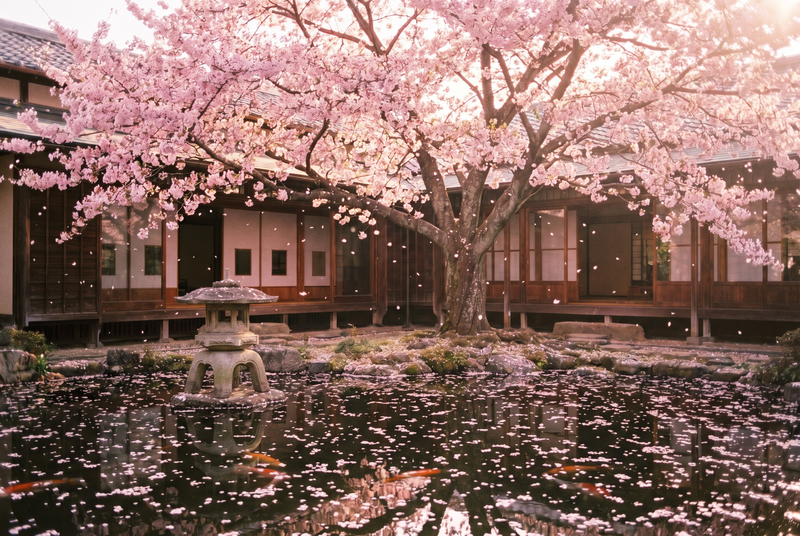 陈美娇樱花盛开延时视频